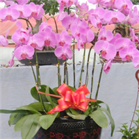 青州萬佳花卉 禮贈(zèng)自然之美，花卉傳遞溫情